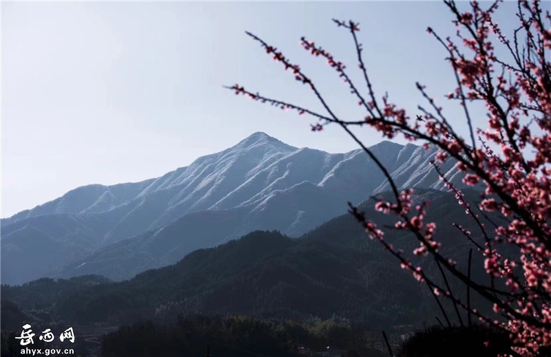 春日桃花