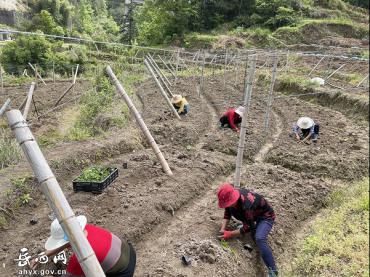 河图镇河图村：田间地头忙春耕 百亩瓜蒌促增收