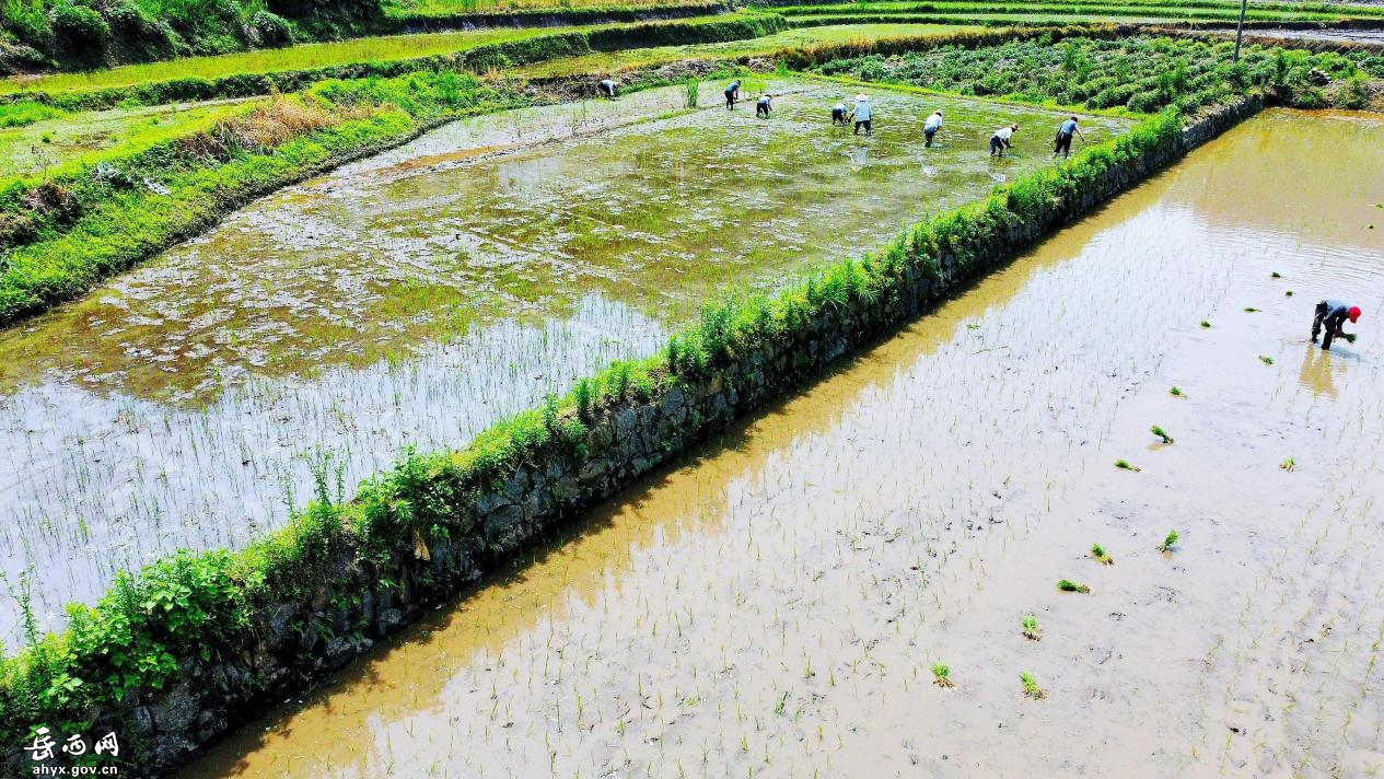 沈桥村：整治撂荒地 水稻种植忙