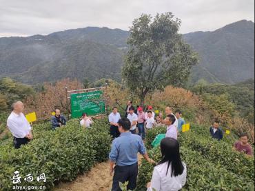 头陀： 实施绿色高质高效技术 助推茶叶品质全面提升