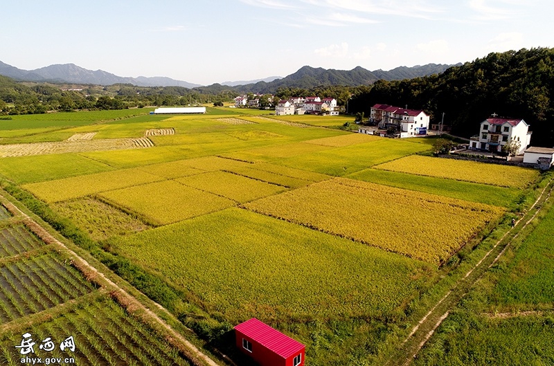 冶溪：大山里的丰收图景