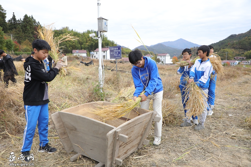 学生下稻田，体验“粒粒皆辛苦”