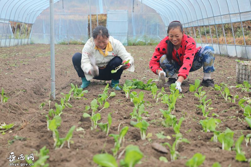 五河：高山蔬菜秋种忙