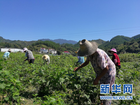 安徽岳西：特色产业扛